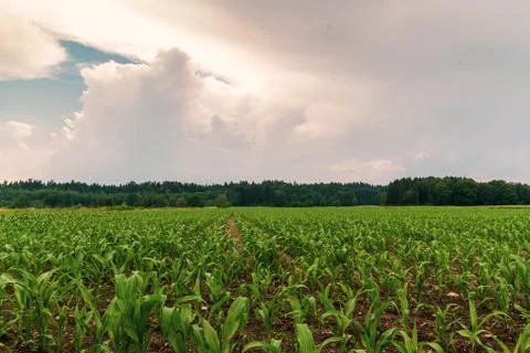 Rows of young corn growing on a field Stock Photos