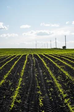 Rows of young corn plants on fertile soil. Maize growing on agricultural field Stock Photos
