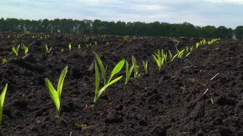 Rows of young corn plants on a field Stock Footage 154694501