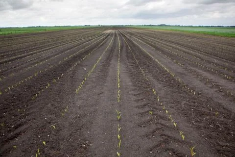 Rows of young corn plants on field Stock Photos