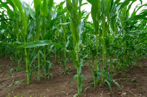 Rows of young corn plants. Maize plants on a fertile field. Stock Photos