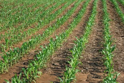 Rows of young corn plants Stock Photos