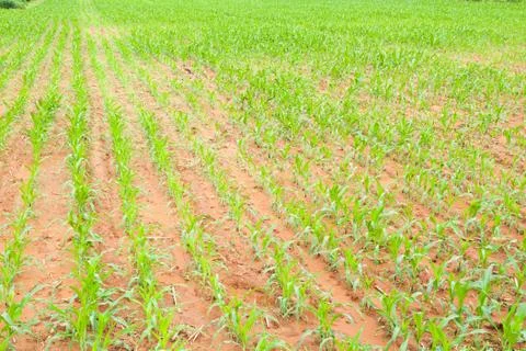 Rows of young corn plants Stock Photos