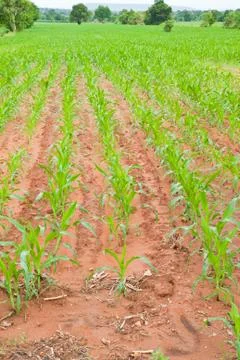 Rows of young corn plants Foto stock