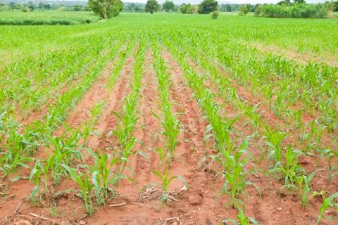 Rows of young corn plants Stock Photos