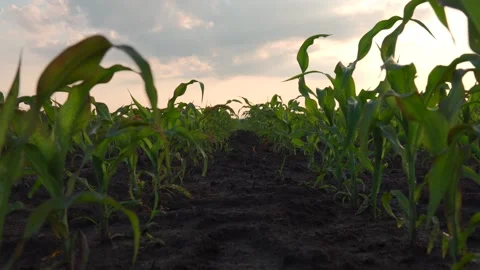 Rows of young corn plants stretch out across a fertile field. Stock Footage 286990790