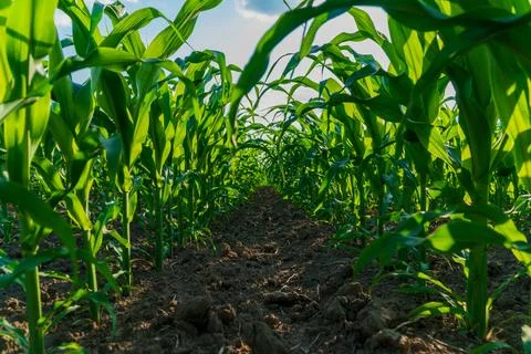 Rows of young corn plants stretch towards the sky, thriving in rich soil, s.. Stock Photos