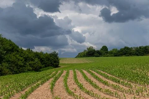 Rows of young corn plants thrive lush field leading toward a distant tree lin Foto stock