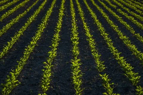 Rows young corn seedlings growing on field in black soil. Sprouting corn Stock Photos