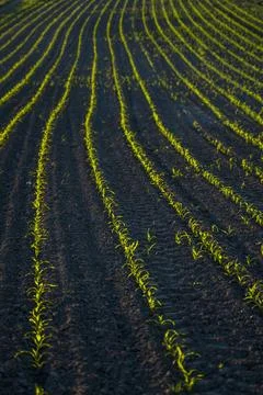 Rows young corn seedlings growing on field in black soil. Agricultural scene Stock Photos