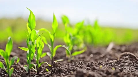 Rows of young corn shoots on a cornfield, summer time Stock Footage 244118456