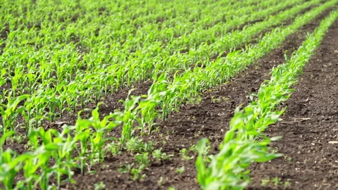 Rows of young corn shoots on a cornfield on the wind. Slow motion Stock Footage 262425739