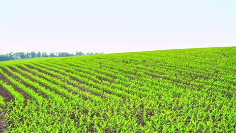 Rows of young corn shoots on a cornfield. Slow motion Stock Footage 271143549