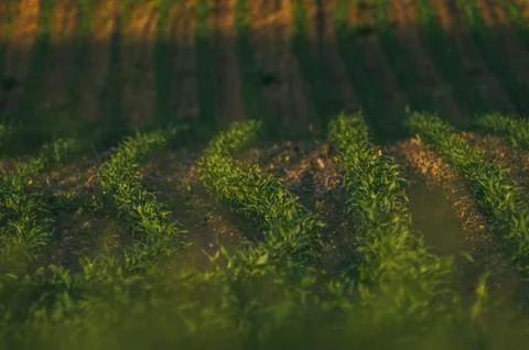 Rows of young corn shoots on a cornfield Stock Photos