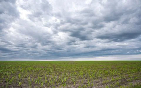 Rows of young corn shoots on a cornfield Stock Photos
