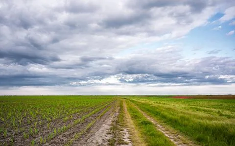 Rows of young corn shoots on a cornfield Stock Photos
