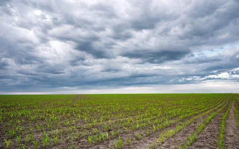 Rows of young corn shoots on a cornfield Stock Photos