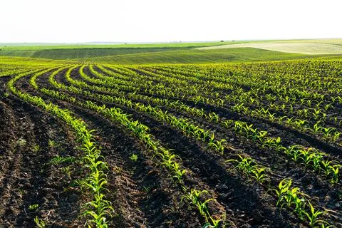 Rows of young corn shoots on a cornfield. Landscape view of a young corn field Stock Photos