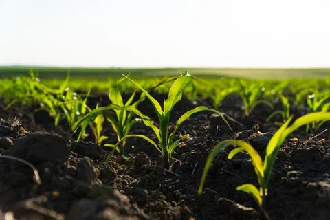 Rows of young corn shoots on a cornfield. Young green corn grows on a field. Stockfoto's