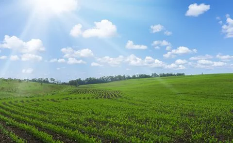 Rows of young corn shoots on a cornfield over blue sky background. Stock Photos