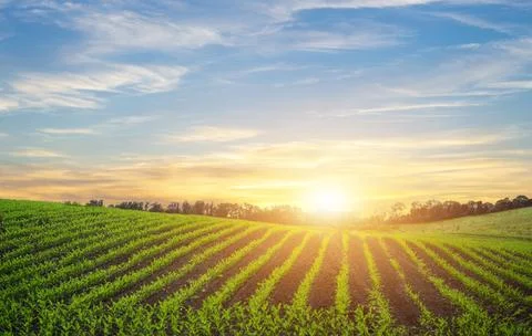 Rows of young corn shoots on a cornfield over sunset sky background. Stock Photos