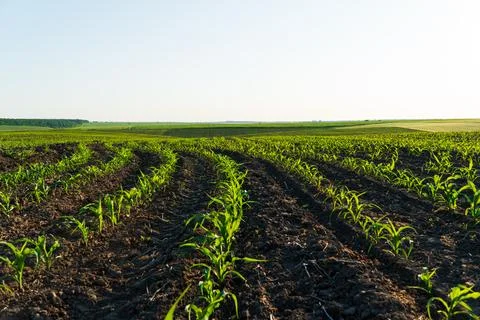 Rows of young corn shoots on a cornfield. Landscape view of a young corn field Stock Photos