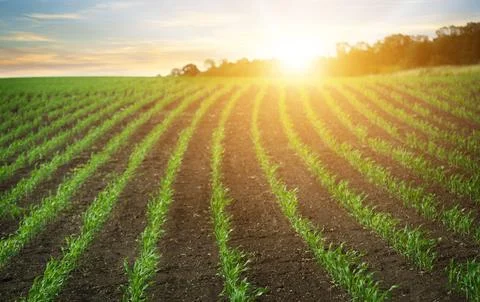 Rows of young corn sprouts on a field over the sunrise. Stock Photos