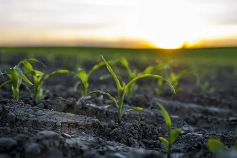 Rows of young corn sprouts growing in a soil on agricultural field. Stock Photos