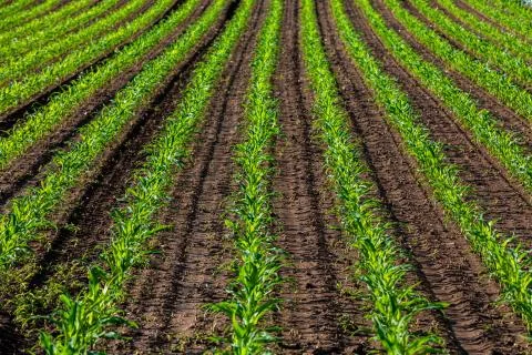 Rows of young corn in the sun Stock Photos