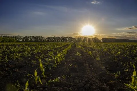 Rows of young corn on a sunset background. Stock Photos