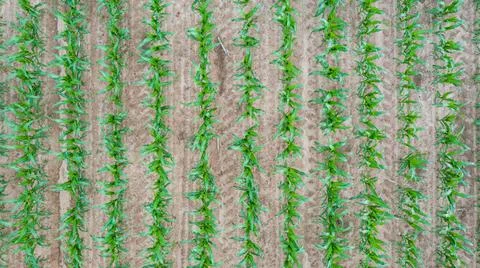 Rows of young Corn top view, Podlaskie Voivodeship, Poland, Europe Stock Photos