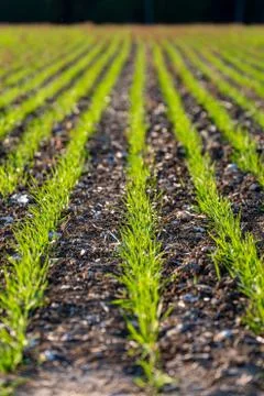 Rows of Young Crops Foto stock