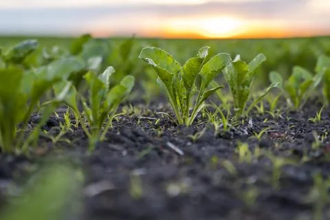 Rows of young fresh beet leaves with a sunset sky. Beetroot plants growing in a Stock Photos