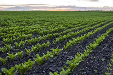 Rows of young fresh beet leaves with a sunset sky. Beetroot plants growing in a Stock Photos