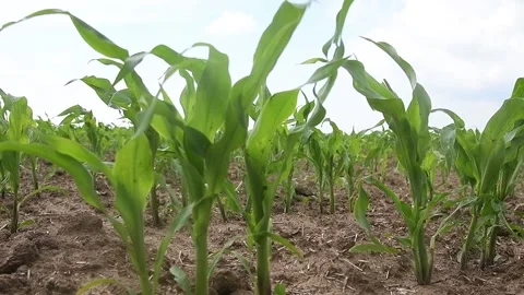 Rows of young, freshly germinated corn plants Stock Footage 155539929
