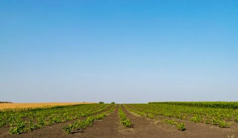 Rows of young grape seedlings in a summer vineyard ground Stock Photos