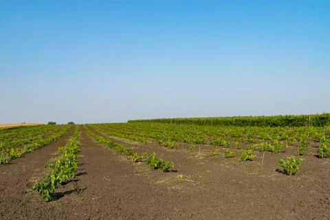 Rows of young grape seedlings in a summer vineyard ground Stock Photos