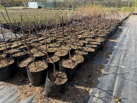 Rows of young grapevines in black pots on a farm, with a greenhouse and agr.. Stock Photos