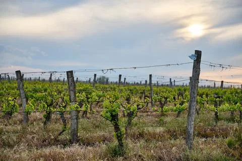 Rows of young grapevines growing on wire trellises in a vineyard near Eger, H 写真素材