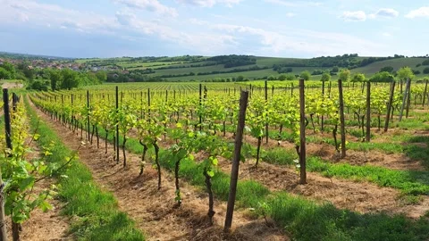 Rows of young grapevines stretch across a vineyard hillside under a blue sk.. Video stock 338363156