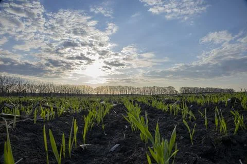 Rows of young green barley on the background of the sunset Stock Photos