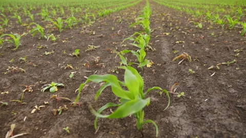 Rows of a young green corn field - dolly motion Stock Footage 131170571