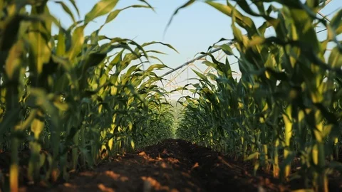 Rows of young green corn plants in field low angle Vidéo 117235282