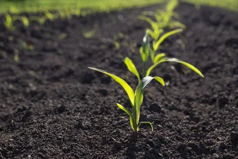 Rows of young green corn plants in a field. Stock Photos