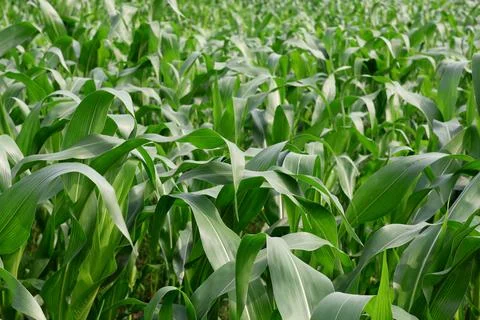 Rows of Young Green Corn Plants Stock Photos