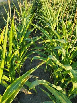 Rows of young green corn sprouts in a field Stock Photos