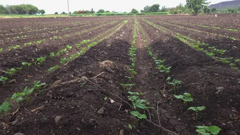 Rows of young green ghevada (common bean) saplings sprout in fertile loam furrow Vídeo Stock 336365578