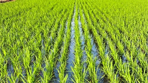 Rows of Young Green Rice Seedlings Growing in a Flooded Agricultural Paddy Field 動画素材 342029855