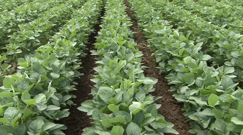 Rows of young green soybeans Stock Footage 39672123