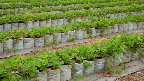 Rows of young green strawberry plants growing in plastic mulch bags on Видео 275611147